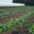 Légumes en permaculture !
